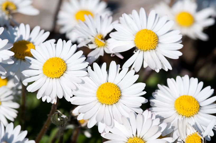 Gänseblümchen von Anita van Hengel