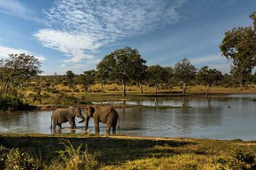 Olifanten in het Kruger National Park van Paula Romein