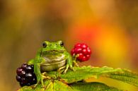 Tree frog between blackberries par Paul Wendels Aperçu