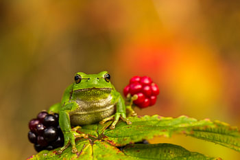 Tree frog between blackberries
