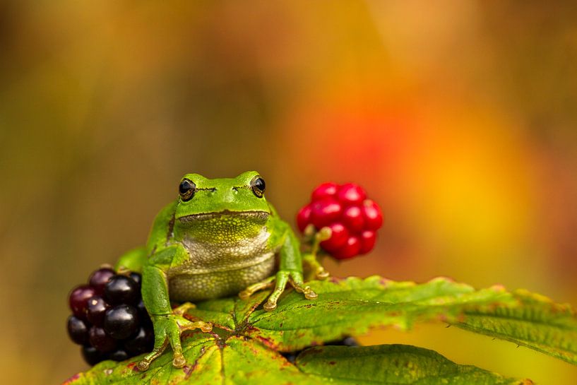 Tree frog between blackberries par Paul Wendels