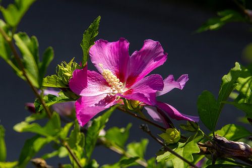 Paars roze gekleurde hibiscus bloem in de tuin.