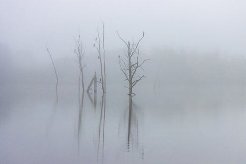 Spiegelede takken in een mistig meer