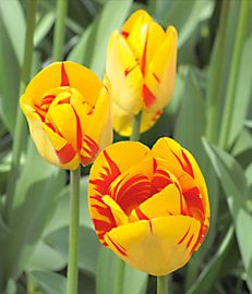 Tell us the News by Lisa Pieters