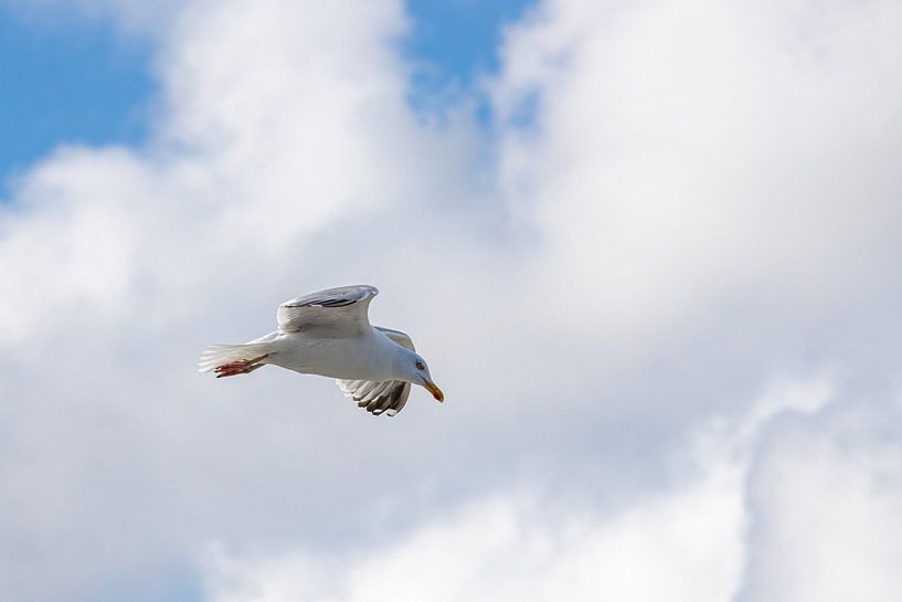 Seagull by Michael Ruland