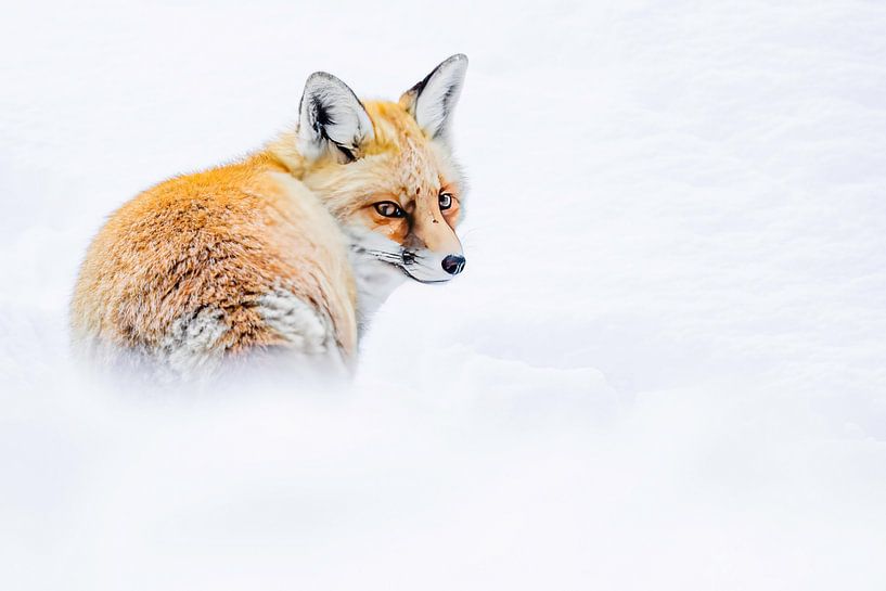 I see you! by Sam Mannaerts