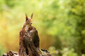 Curious squirrel by Gonnie van de Schans