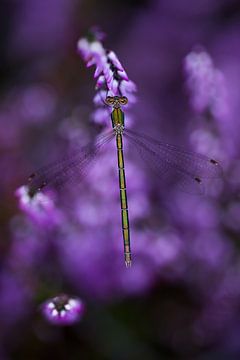 Damsel in purple heather by Danny Slijfer Natuurfotografie