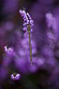 Damsel in purple heather by Danny Slijfer Natuurfotografie thumbnail
