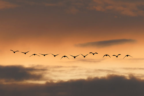 Vogels in vlucht bij zonsondergang