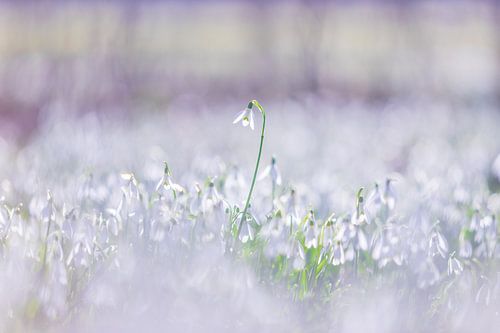 Sneeuwklokje