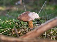 Bruin witte paddenstoel