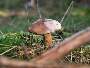 Bruin witte paddenstoel van Melissa van der Wolde