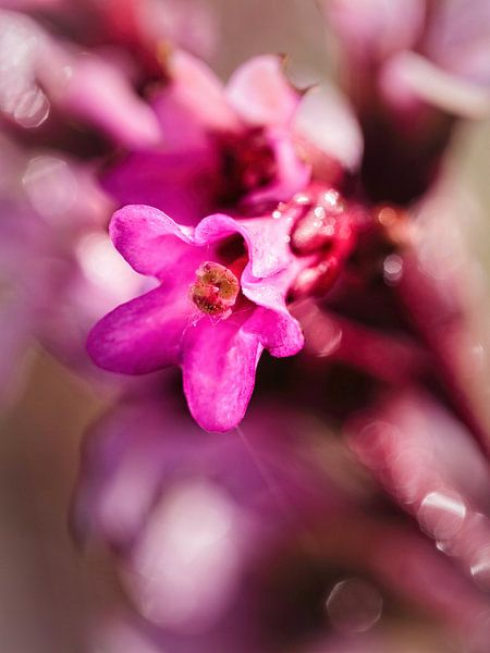 Bergenia by Rob Boon