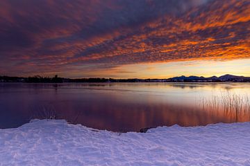 Winterlicher Sonnenaufgang am Staffelsee von Teresa Bauer