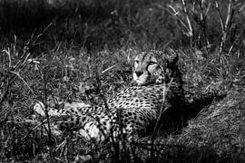 Cheetah by Nicolas LEMAIRE