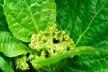 Boutons de fleurs d'un hortensia