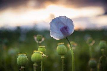 Papaver van Ronnie Schuringa