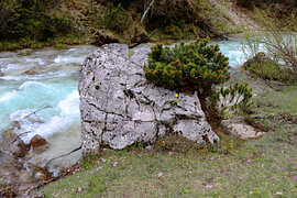 Out and about in the Karwendel – Still life with a pine tree on the rocks by Helmut Martin - The Art of Stone - Steinkunst & Photographie
