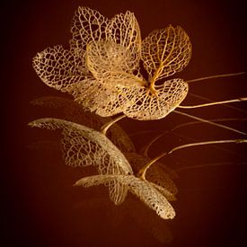 Hydrangea in decline by SO fotografie