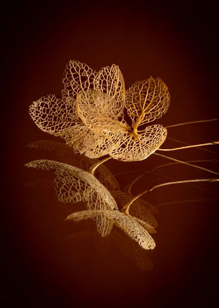 Hydrangea in decline by SO fotografie