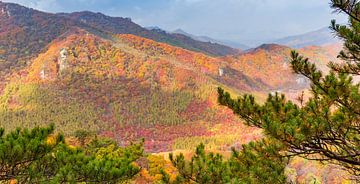 Takken van een pijnboom boven de bergen met kleurrijke herfstbladeren in Benxi van Marc Venema