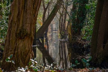 Arbres dans l'eau sur Martijn Brink