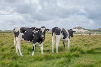 Terschelling Boschplaat nature grazers cows