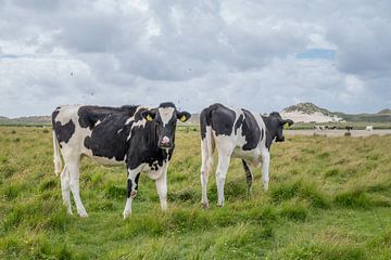 Terschelling Boschplaat nature grazers cows by Yvonne van Driel