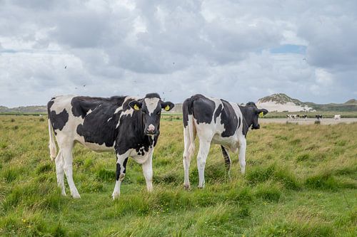 Terschelling Boschplaat nature grazers cows