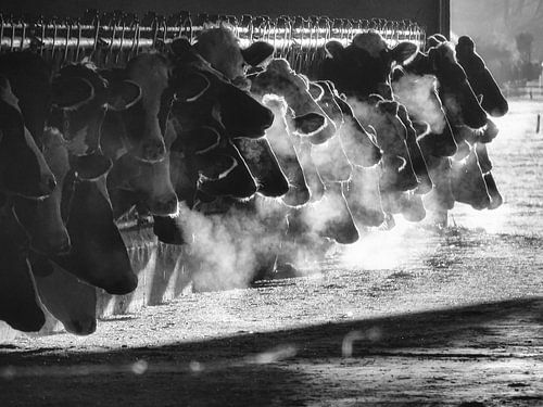 Koeien in de ochtendzon