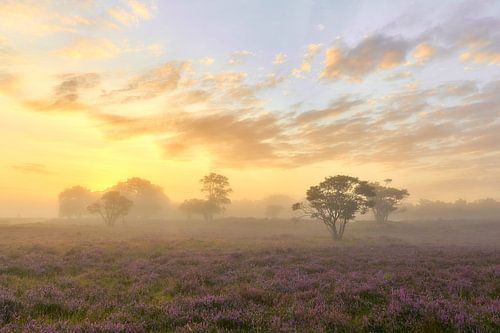 Zonsopkomst op de paarse hei