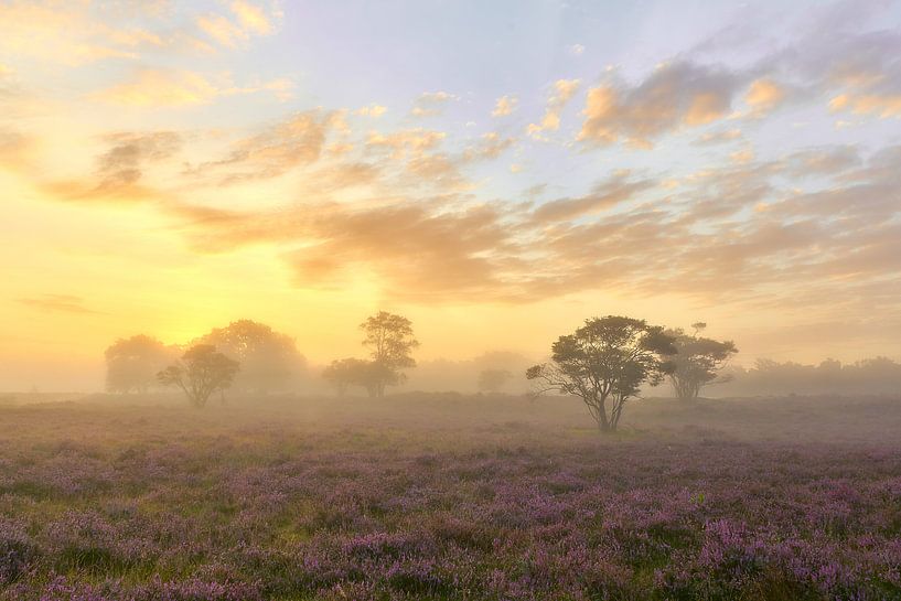 Zonsopkomst op de paarse hei van Ad Jekel