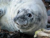 Close-up of a grey seal pup