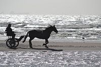 Paard