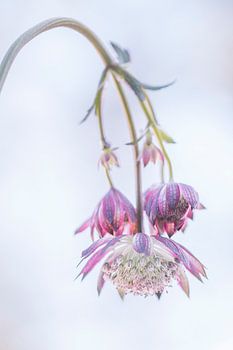 Flower, bloem, zeeuwsknoopje