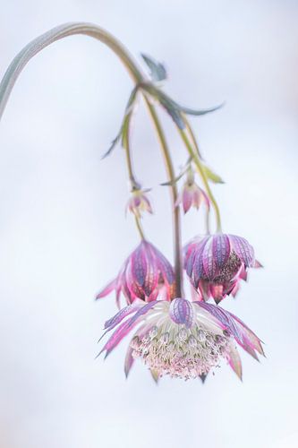Flower, bloem, zeeuwsknoopje