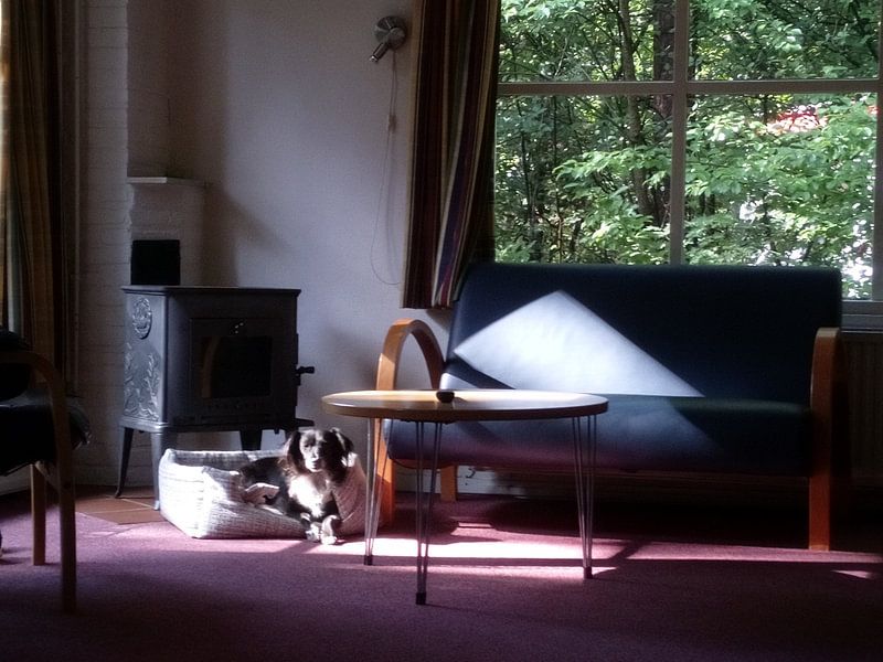 Dog in basket by Alex Hendriks