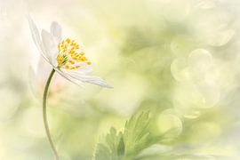 Summer feeling by Luc Toegaert