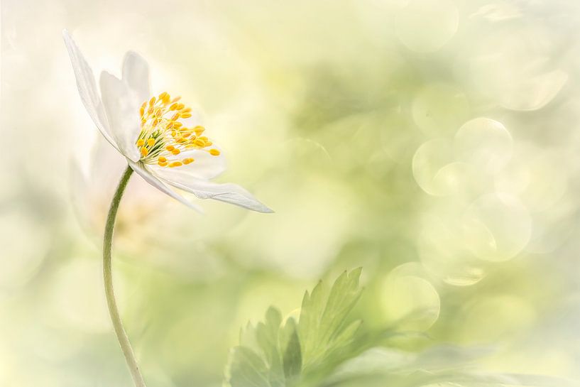 La sensation de l'été par Luc Toegaert
