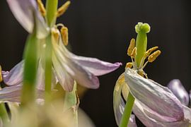 Dansende tulpen