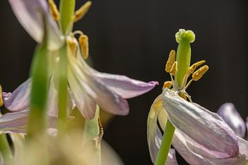 Dansende tulpen