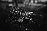 Droplets catching light