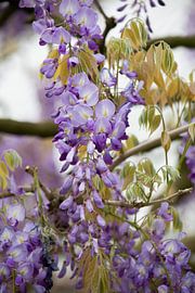 De Koninklijke Serres by marijke servaes