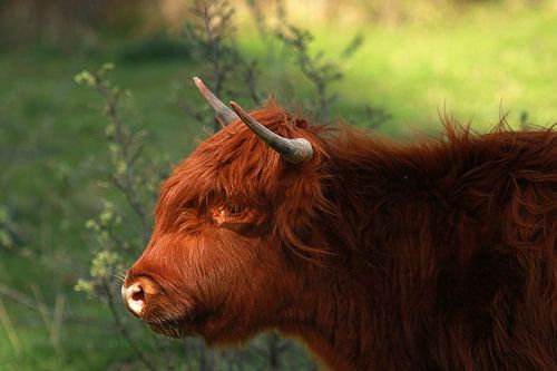 Highlander écossais