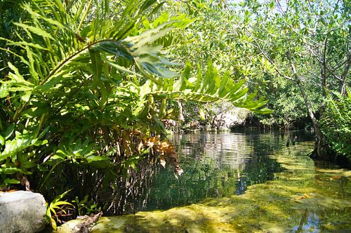 Cenote in de Yucatan