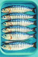 6 Sardinen in einer Dose