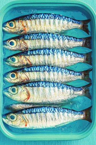 6 sardines en boîte