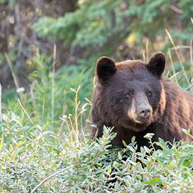 Grand ours brun dans le Yukon, Canada sur Inge van den Brande