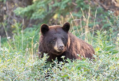 Grote bruine beer in de Yukon, Canada van Inge van den Brande
